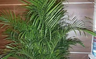 散尾葵如何在户外得到最好的成长？散尾葵室外养护指南