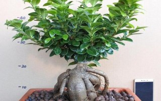 如何养好榕树（榕树养护全攻略）