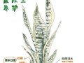 虎皮兰的繁殖技巧（掌握关键步骤，轻松繁衍虎皮兰之美）