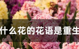 不好的花语——什么花花语代表不好？（揭秘花语中的负面意义，让你在送花时更加谨慎）