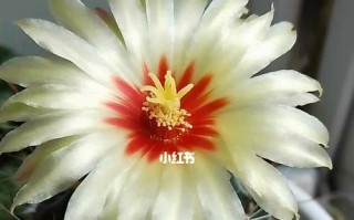 龙王球开花时间及生长习性（探秘龙王球开花的奥秘）