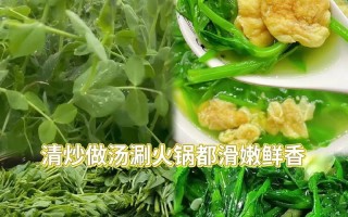 以碗豆尖怎么发——一种美味佳肴的制作与享用方法（探秘碗豆尖的食用魅力及独特口感）