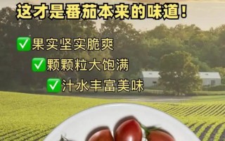 如何挑选美味圣女果（科学技巧教你选到甜度高的圣女果）