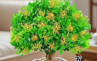 如何成功扦插米兰花？（掌握关键步骤，让米兰花生根发芽茁壮成长）