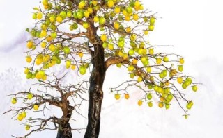 以老鸦柿盆栽如何种植（种植老鸦柿盆栽的步骤和技巧）