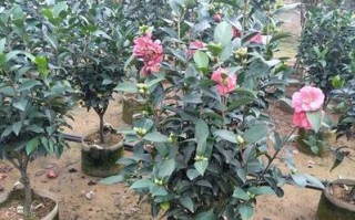 茶花开花期是否为四季常青？（探究茶花开花时间和区域限制的因素）