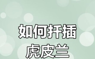 虎皮兰的繁殖方法与注意事项（从种子、插枝到分株，教你轻松繁殖虎皮兰）