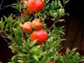 红石榴上市月份及成熟季节（了解红石榴的成熟季节和上市时间，享受美味健康的口感）