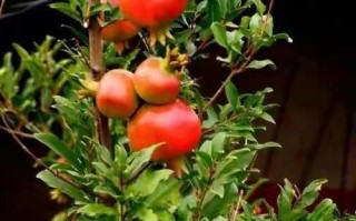红石榴上市月份及成熟季节（了解红石榴的成熟季节和上市时间，享受美味健康的口感）