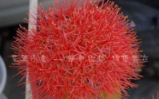 网球花不开花的原因（探究网球花不开花的原因及解决方案）