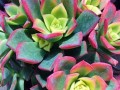艳日辉开花之美（探秘艳日辉开花的奥秘，揭示其独特美态）