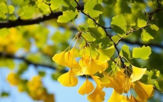 银杏的种植技巧（掌握正确的银杏配土方法，提高种植效果）
