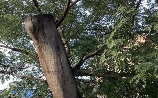 家里种槐树，可行吗？（如何在家中成功种植槐树？）