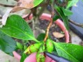 茶花花朵掉了怎么办？（保养茶花花朵的小妙招，防止花朵掉落）