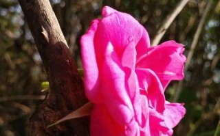 野蔷薇的开花时间（了解野蔷薇的花期，赏心悦目的美丽）