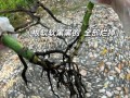 龟背竹烂叶子应该如何处理？（龟背竹烂叶子的危害及解决方法）