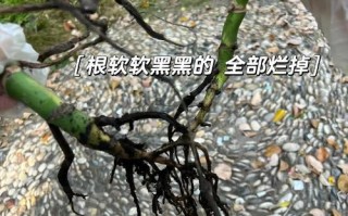 龟背竹烂叶子应该如何处理？（龟背竹烂叶子的危害及解决方法）