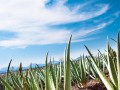 芦荟种植指南（地栽方法、注意事项与收获技巧）