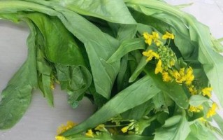包心菜的肥料施用方式（让你的包心菜茁壮成长的最佳肥料选择）