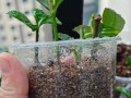 栀子花的扦插技巧与方法（培养栀子花繁殖能力，打造美丽的花园）