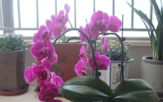 如何科学养护长寿花（长寿花养护指南，让花儿更长久）
