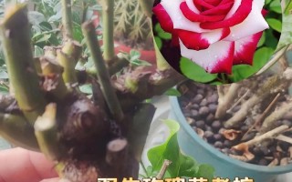 35朵玫瑰花语的真正含义（揭秘35朵玫瑰的情感语言，红色并非唯一选择）