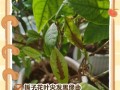 瑞香叶尖干枯，怎么办？（教你几招恢复瑞香的鲜活美丽）