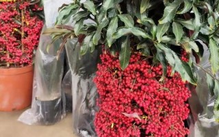 黄金万两花的养殖方法（绿色环保新宠，让花卉世界更加绚烂）