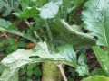 芥菜是什么植物（探究芥菜的历史、种类、营养价值及药用价值）
