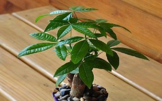 放什么植物在办公桌上能招财（让你的工作空间更有财运）