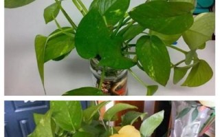 绿萝老叶子发黄怎么办？（解决方法让您的绿萝重现生机）