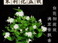 夏天茉莉花的养护秘籍（打造芬芳美丽的夏日花园）