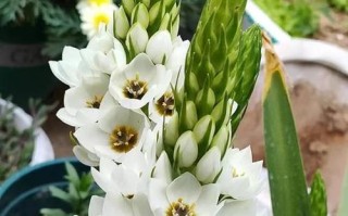 虎眼万年青养殖方法详解（了解虎眼万年青的生长习性与养护技巧，打造绿意盎然的花园）