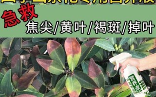 山茶花落叶怎么办？赋予你的花园恢复新生的方法（轻松应对山茶花落叶的秘诀，让你的花园绽放生机）