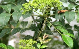 乔木——一种高大的植物（从外形到生长环境，详细解析乔木的特点）