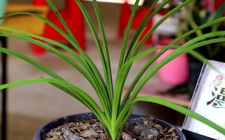 竹节兰花的养护技巧（打造美丽的竹节兰花园，）