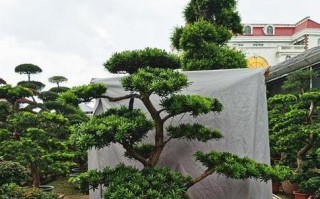 罗汉松的浇水技巧（浇透还是适度？如何掌握浇水的窍门？）