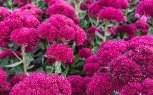 八宝景天开花全解析（开花特征及生长环境探究）