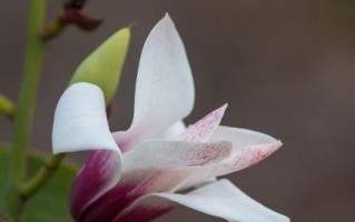 含笑花的美丽之谜（揭秘这种花的颜色）