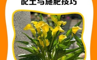 黄花马蹄莲的冬季养护指南（让你的黄花马蹄莲在严寒的冬季中绽放光彩）