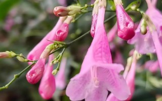 宝莲灯花下垂了怎么办？（教你如何修剪和护理宝莲灯花以保持其美观度）