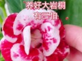 大岩桐的冬季养护之道（冬季养护指南，让大岩桐常青如春）