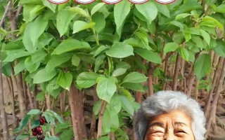 樱桃树种植全指南（樱桃树种植时间、地点、方法详解）