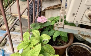 深盆还是浅盆？谈无尽夏种植用盆的选择