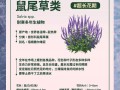 以鼠尾掌的繁殖之道（掌握关键步骤，成功繁殖鼠尾掌）