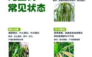海南龙血树的养殖技巧（打造自然绿色家园）
