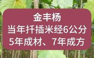 杨树扦插的时间和方法（掌握这些技巧，让你轻松繁殖杨树）