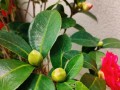 室内茶花的开花技巧（探秘茶花开花的关键因素及护理方法）