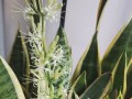 虎皮兰开花全攻略（掌握虎皮兰的花期和开花样子，做个花园小达人！）
