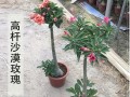 沙漠玫瑰种植技巧（深盆与浅盆，选择恰当的种植容器）